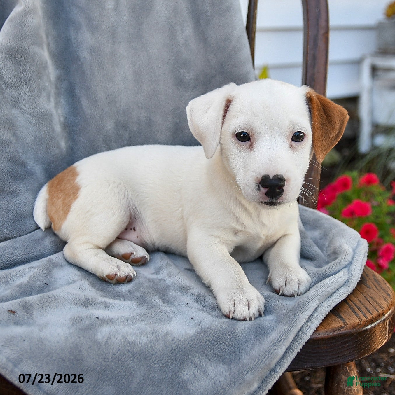 Jack Russell Terrier dogs for sale: Nelson - Ad 4