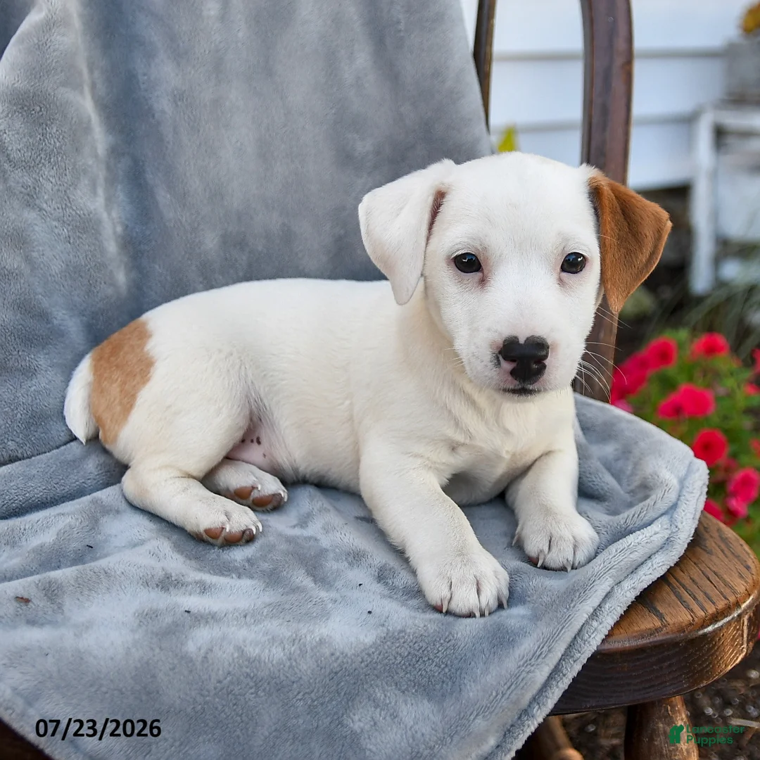 Jack Russell Terrier dogs for sale: Nelson - Ad 1