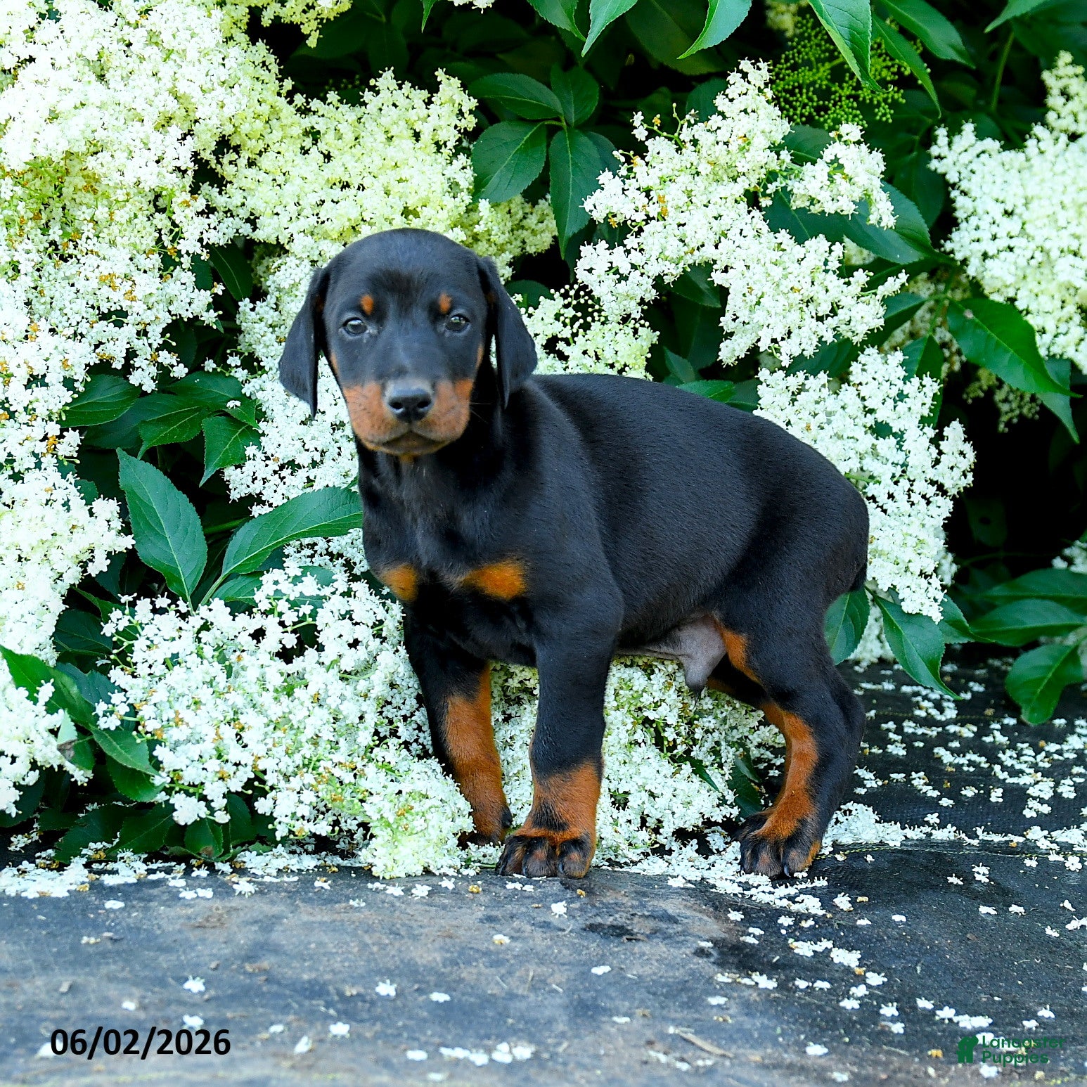 Doberman Pinscher dogs for sale: Ladron - Ad 1