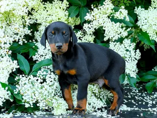 Doberman Pinscher dogs for sale: Ladron - Ad 1