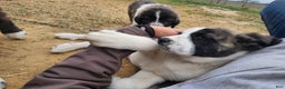 Anatolian Shepherd dogs for sale: AKC Blue 2025 M2 ASD puppy - Ad 16