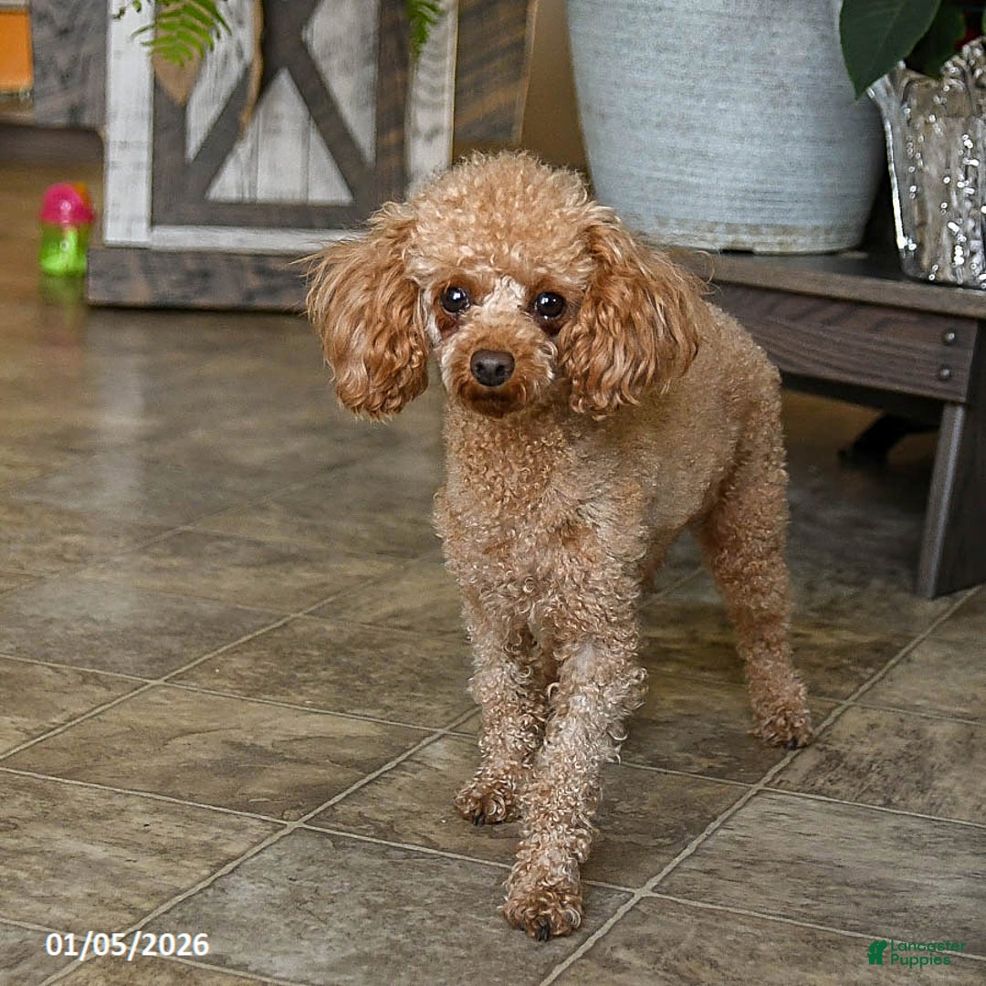 Toy Poodle dogs for sale: Wonton - Ad 6