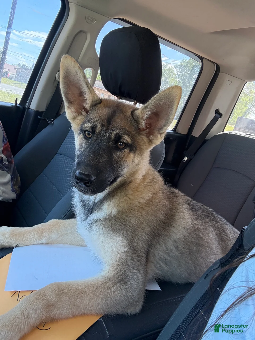 Gerberian Shepsky dogs for sale: Rogue - Ad 1