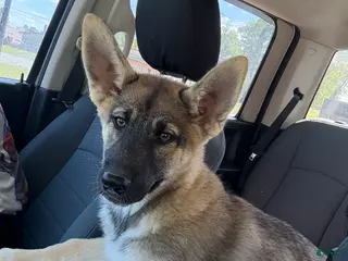 Gerberian Shepsky dogs for sale: Rogue - Ad 1