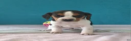 Beagle dogs for sale: drew - Ad 2