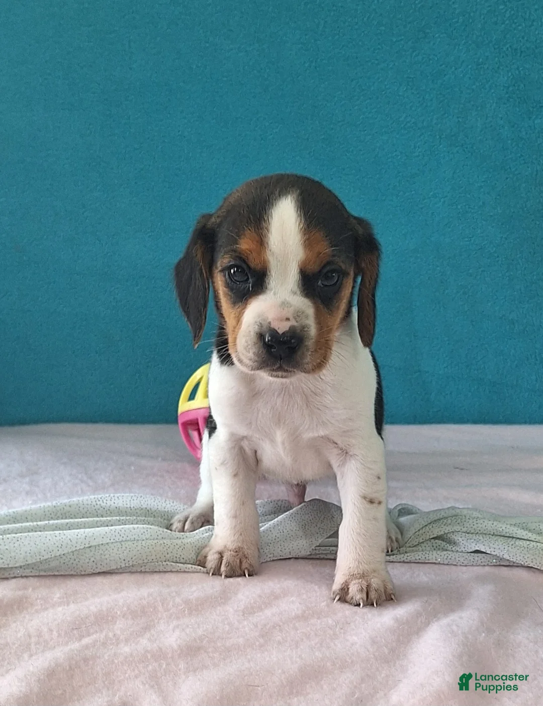 Beagle dogs for sale: drew - Ad 2