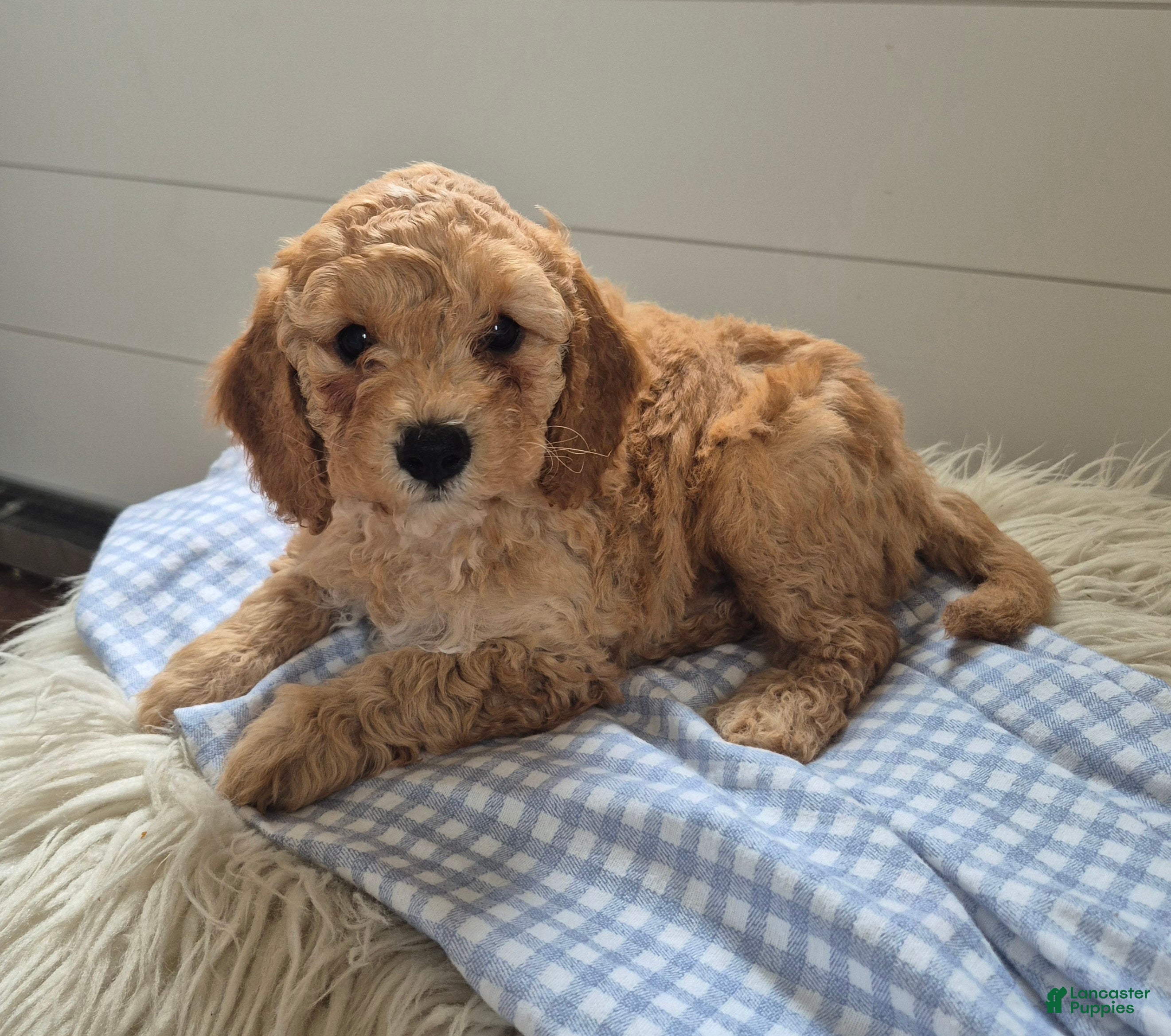 Cockapoo dogs for sale: Tucker - Ad 2
