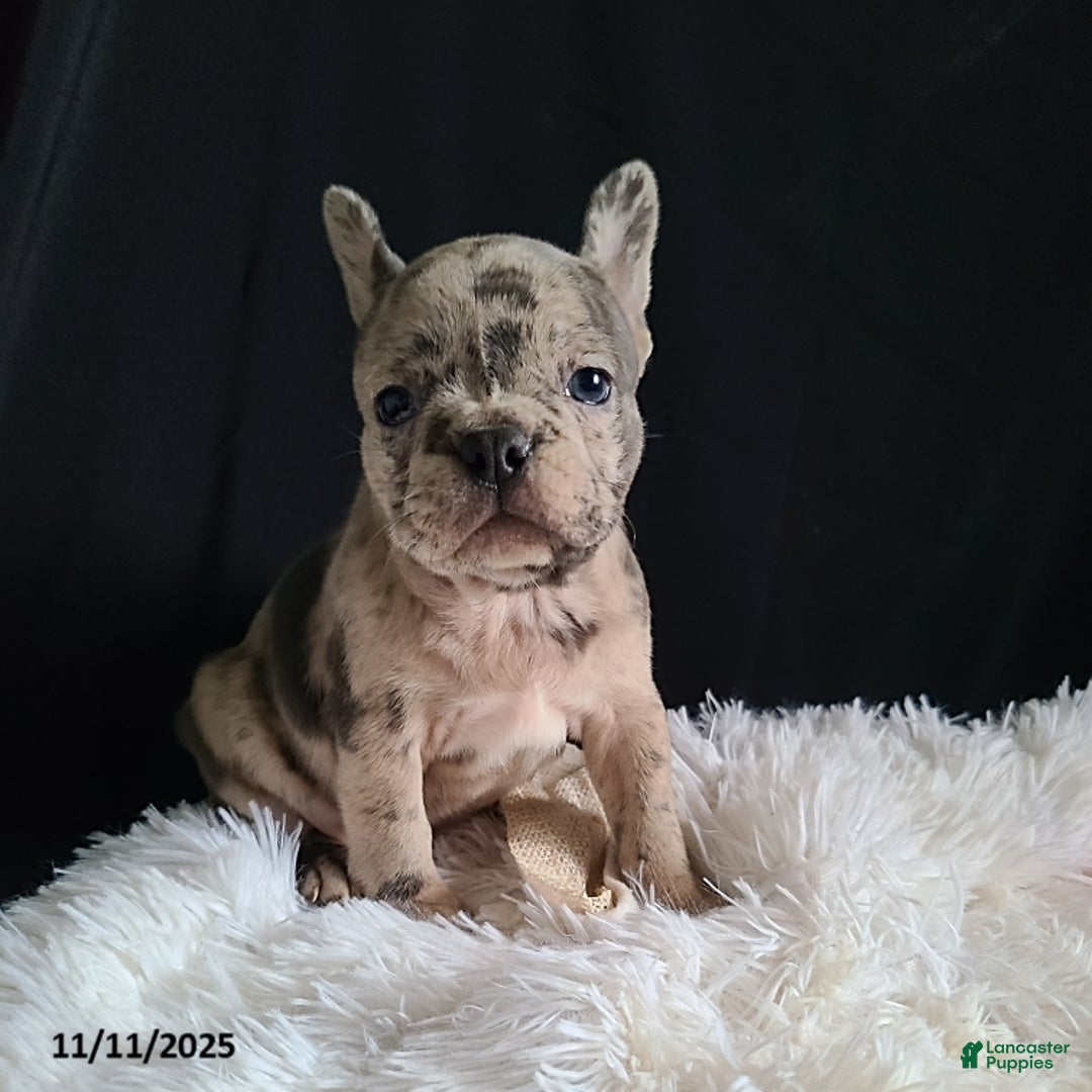 Frenchton dogs for sale: Pebbles - Ad 15