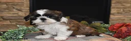 Shih Tzu dogs for sale: Chloe - Ad 2
