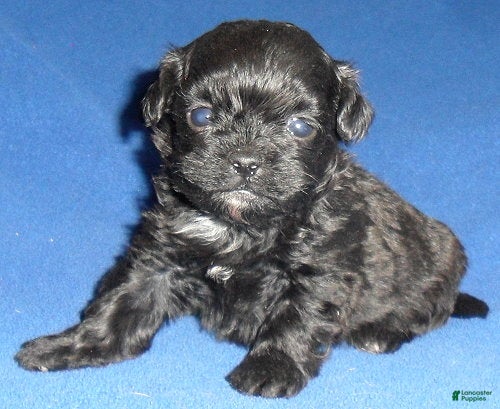 Shihpoo dogs Toby - Ad 1