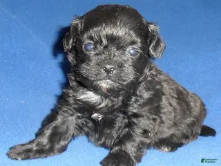 Shihpoo dogs for sale: Toby - Ad 4