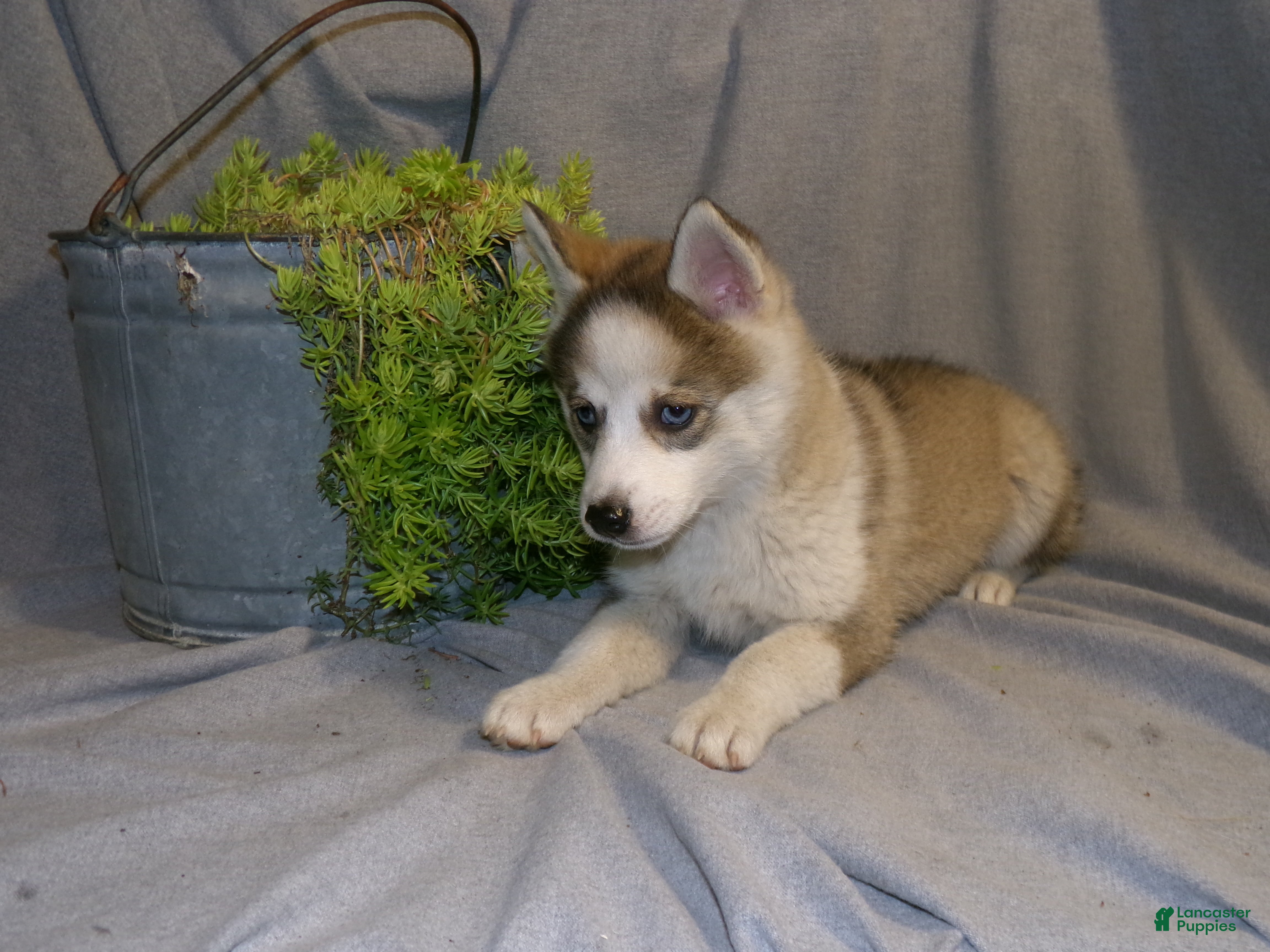 Pomsky dogs Bella - Ad 1