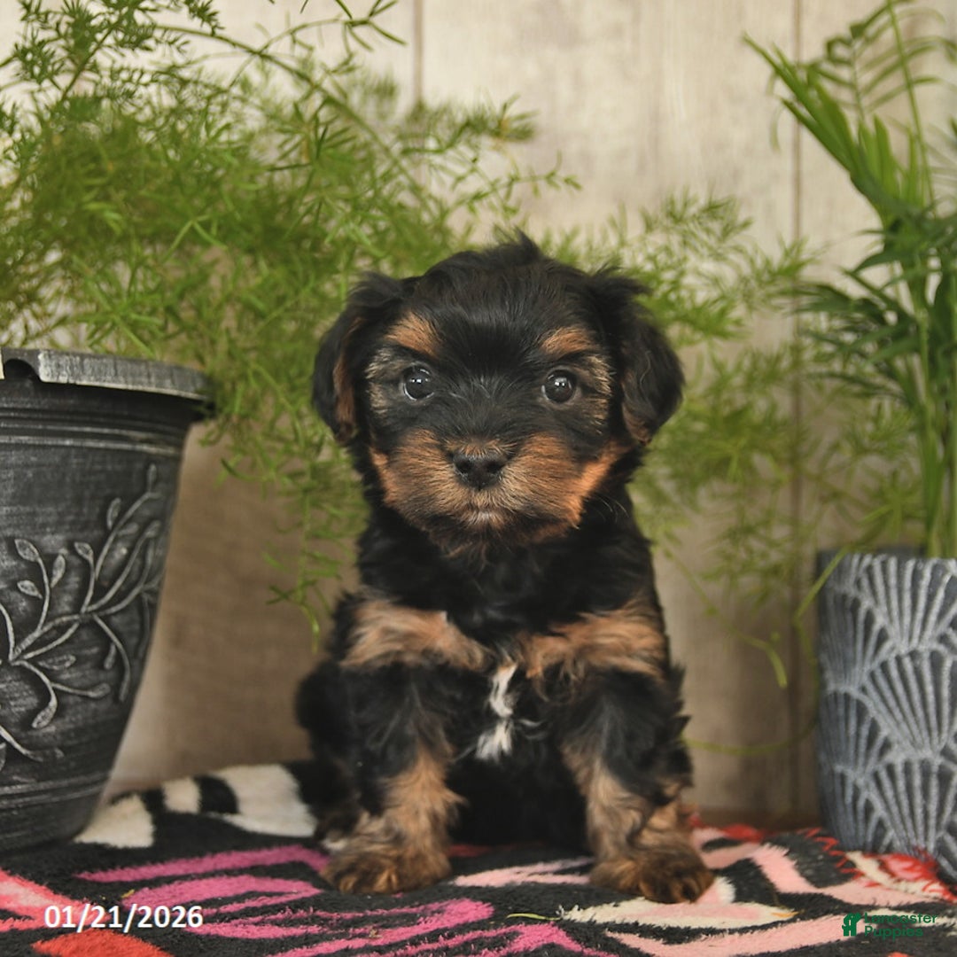 Yorkshire Terrier dogs for sale: Spirit  - Ad 3