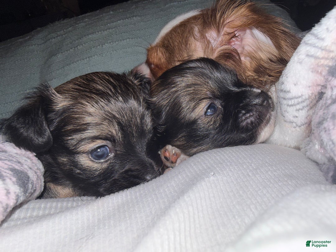 Chihuahua dogs for sale: Harold - Ad 6