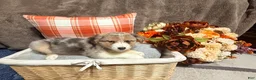 Australian Shepherd dogs for sale: Starlight  - Ad 3