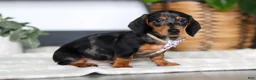 Miniature Dachshund dogs for sale: Anson - Ad 5