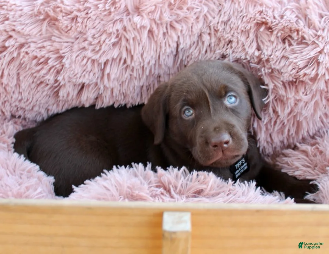 Labrador Retriever dogs for sale: Black Collar - Ad 6