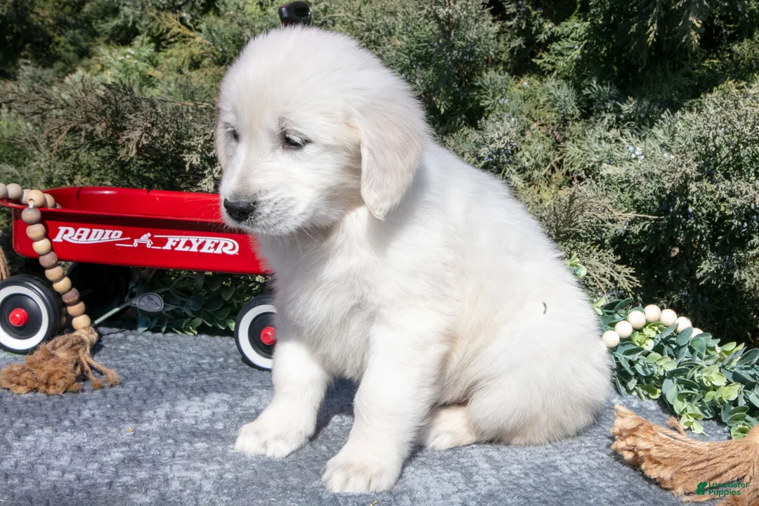 Golden Retriever dogs for sale: Marsha - Ad 3