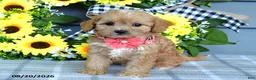 Cavapoo dogs for sale: Tulip - Ad 6