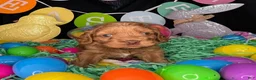 Cockapoo dogs for sale: Chevelle - Ad 7