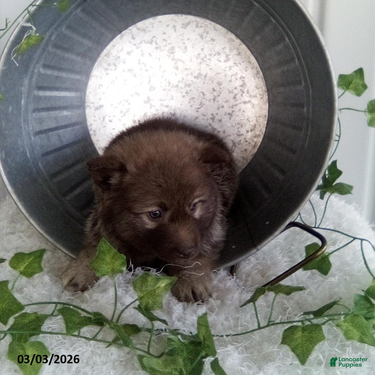 Pomsky dogs Mia  - Ad 2