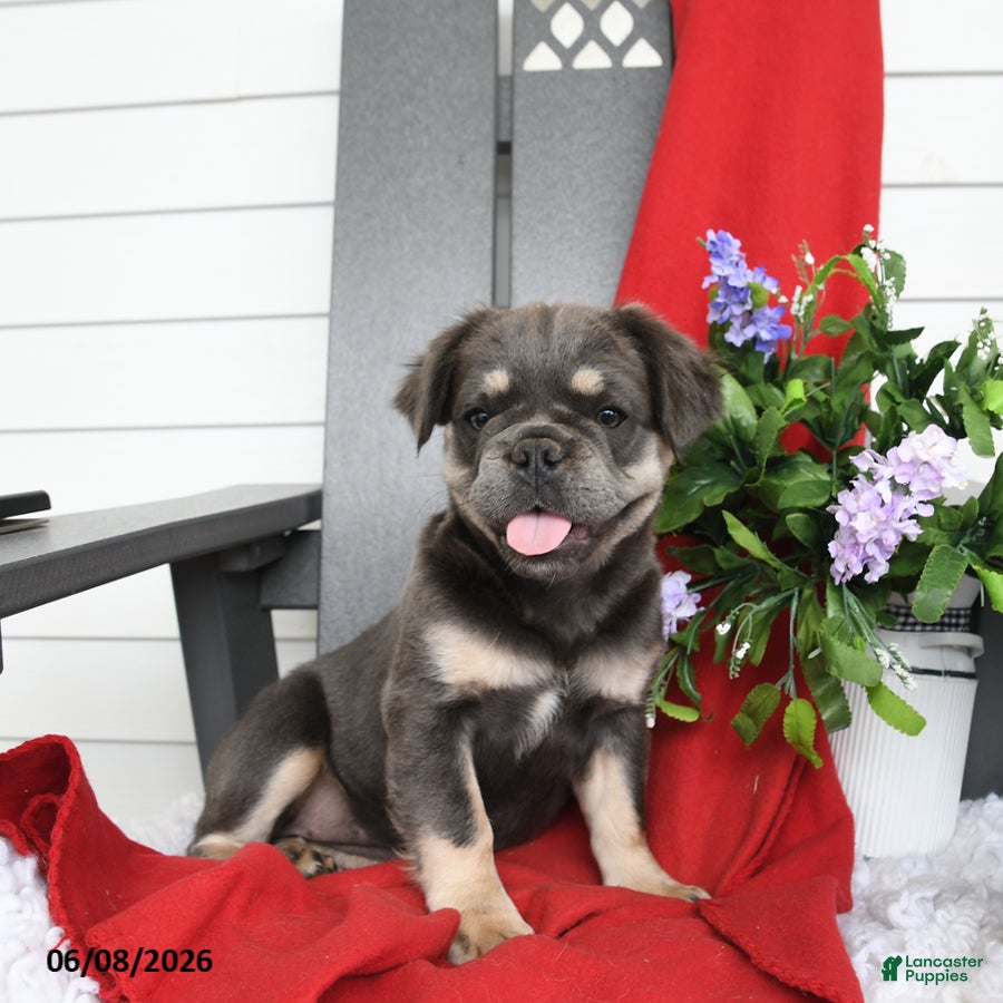 French Bulldog dogs Hetty - Ad 2