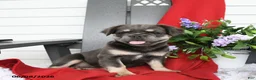 French Bulldog dogs for sale: Hetty - Ad 2