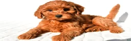 Mini Goldendoodle dogs for sale: Ellie - Ad 5