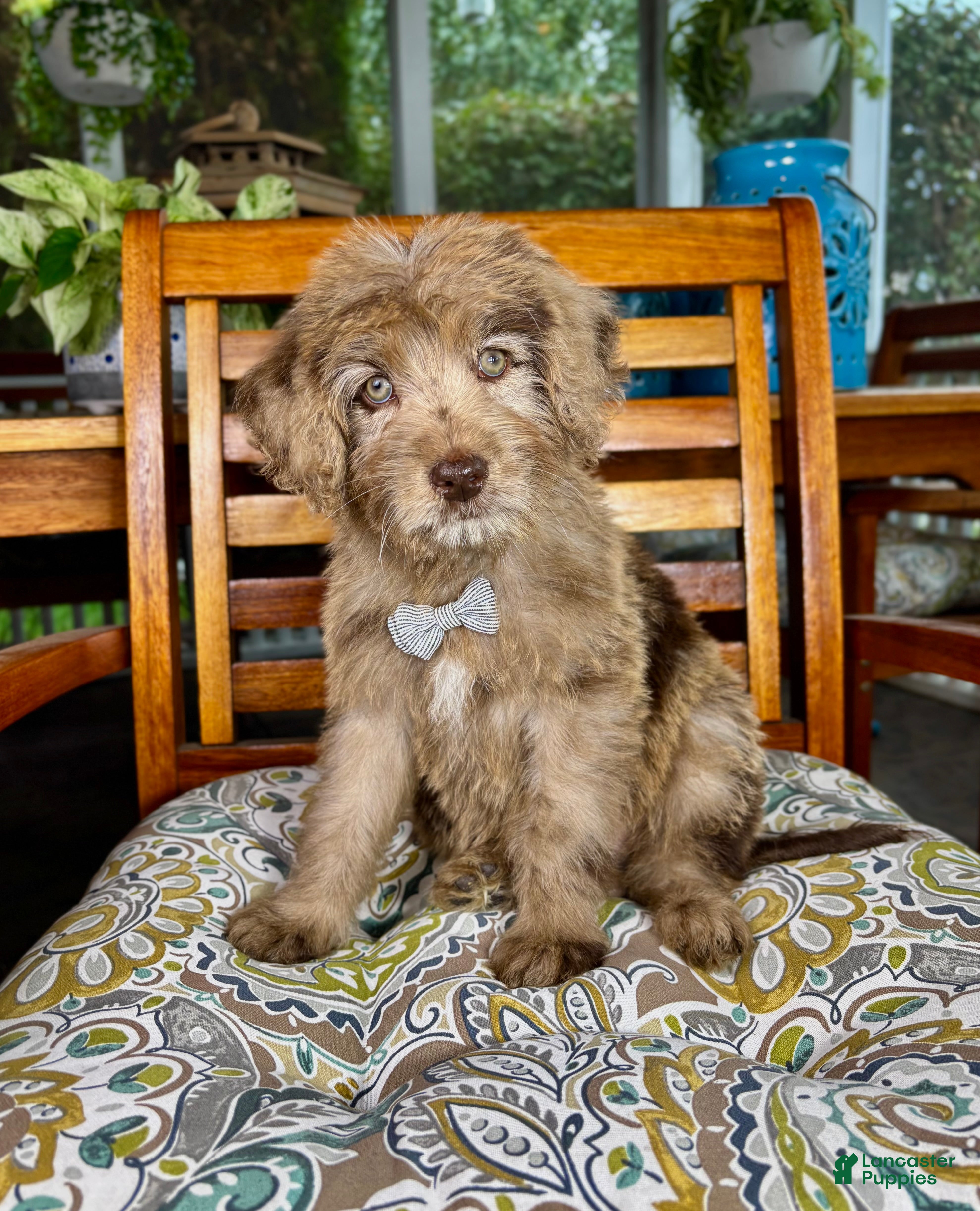 Labradoodle dogs for sale:  Reese  - Ad 32