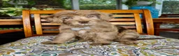 Labradoodle dogs for sale:  Reese  - Ad 1