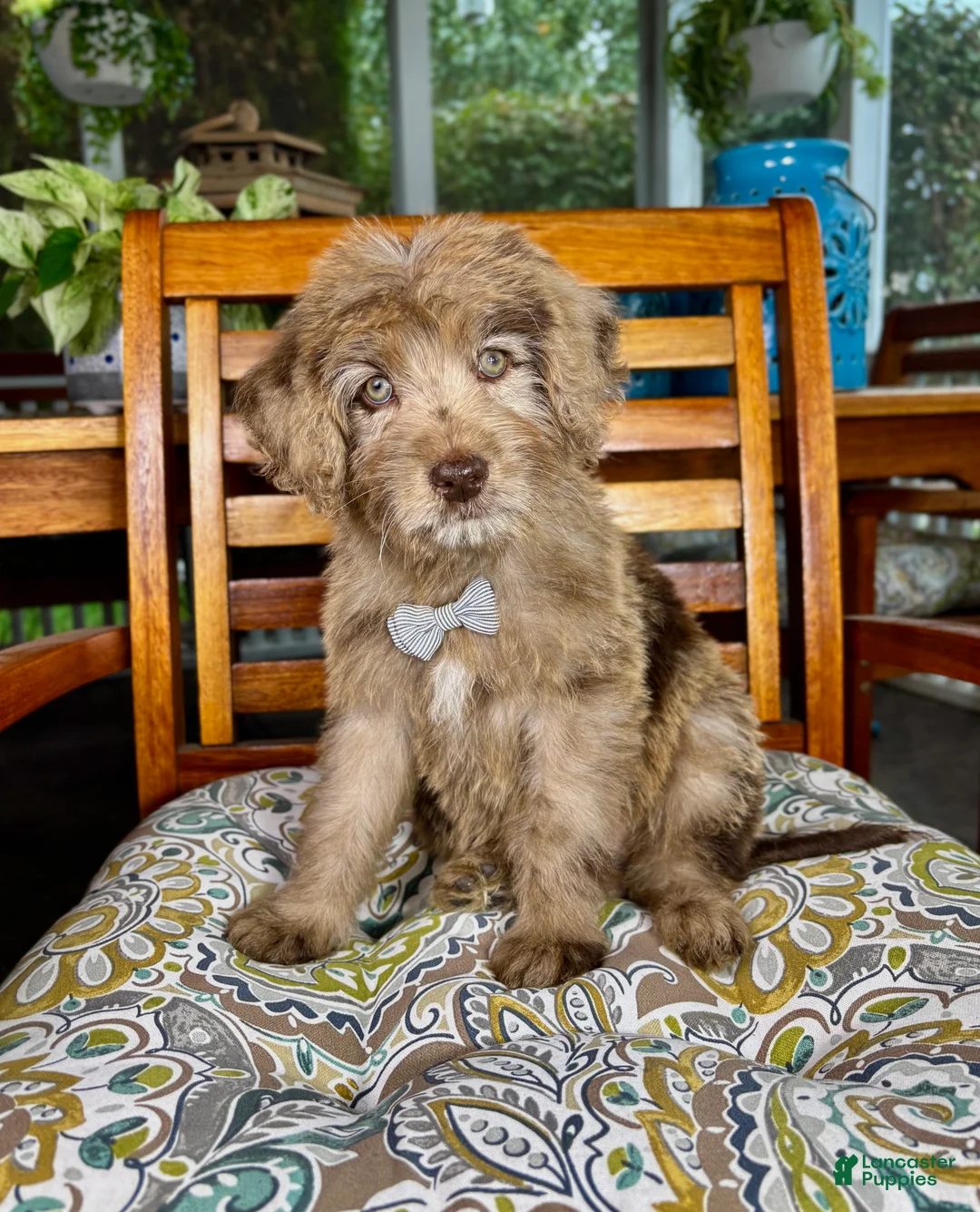 Labradoodle dogs for sale:  Reese  - Ad 1