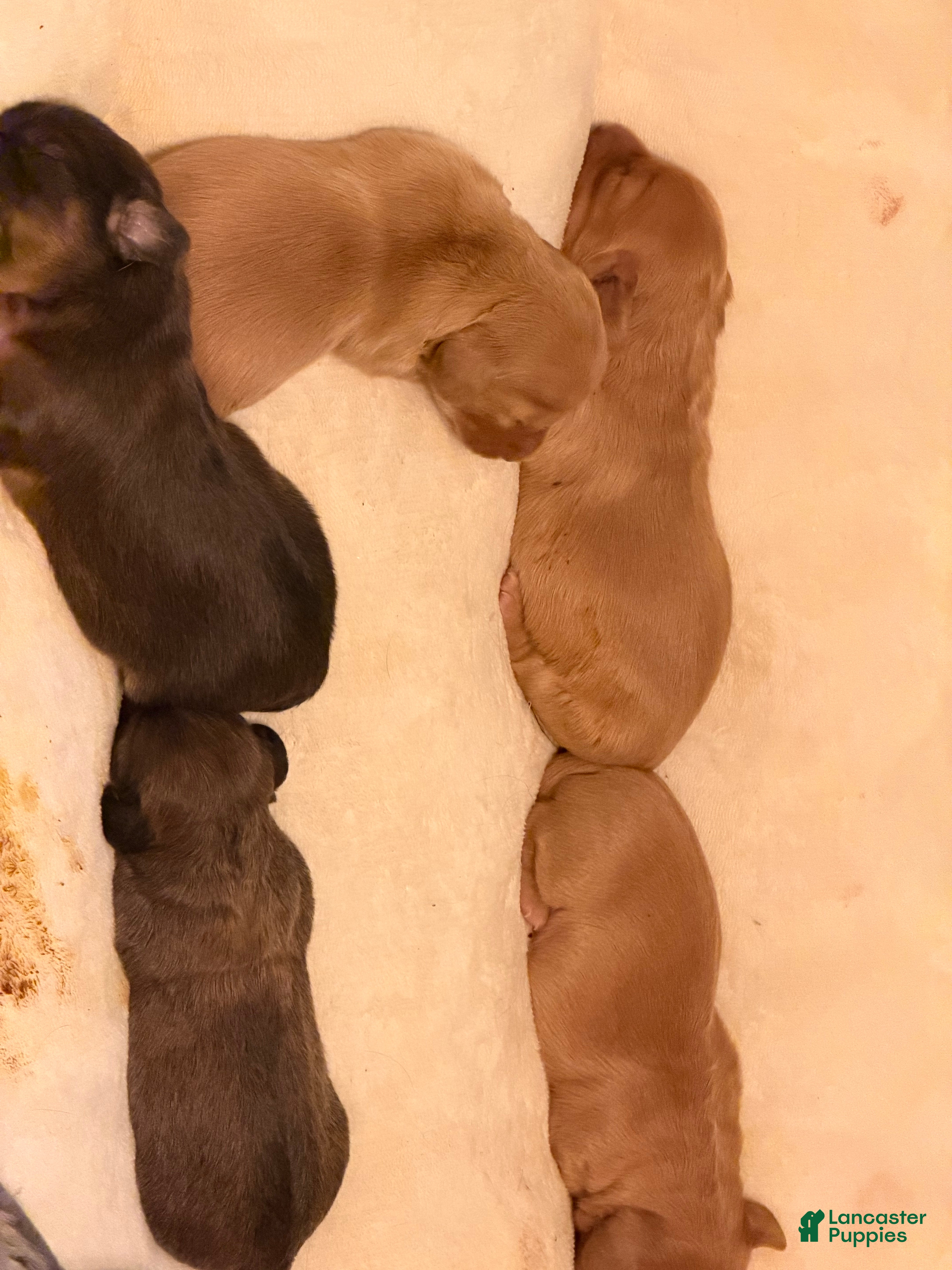 Dachshund dogs Dachshund 2 - Ad 1