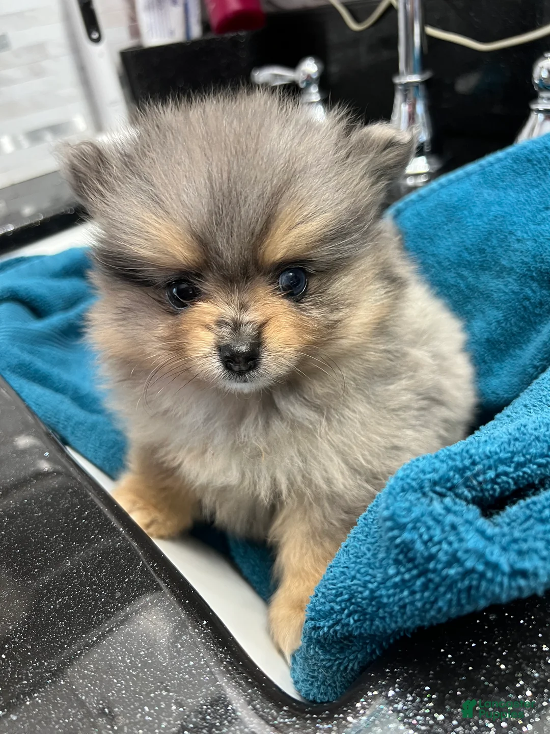 Pomeranian dogs for sale: Betty  - Ad 2