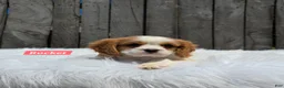 Cavalier King Charles Spaniel dogs for sale: Rocket  - Ad 4