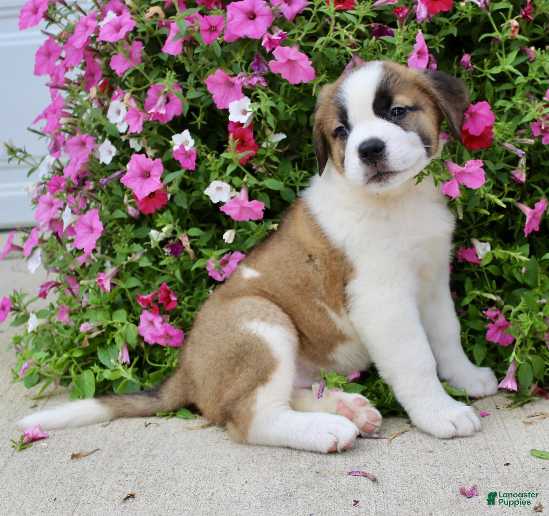 Saint Bernard dogs Loretta - Ad 2