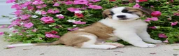 Saint Bernard dogs for sale: Loretta - Ad 2