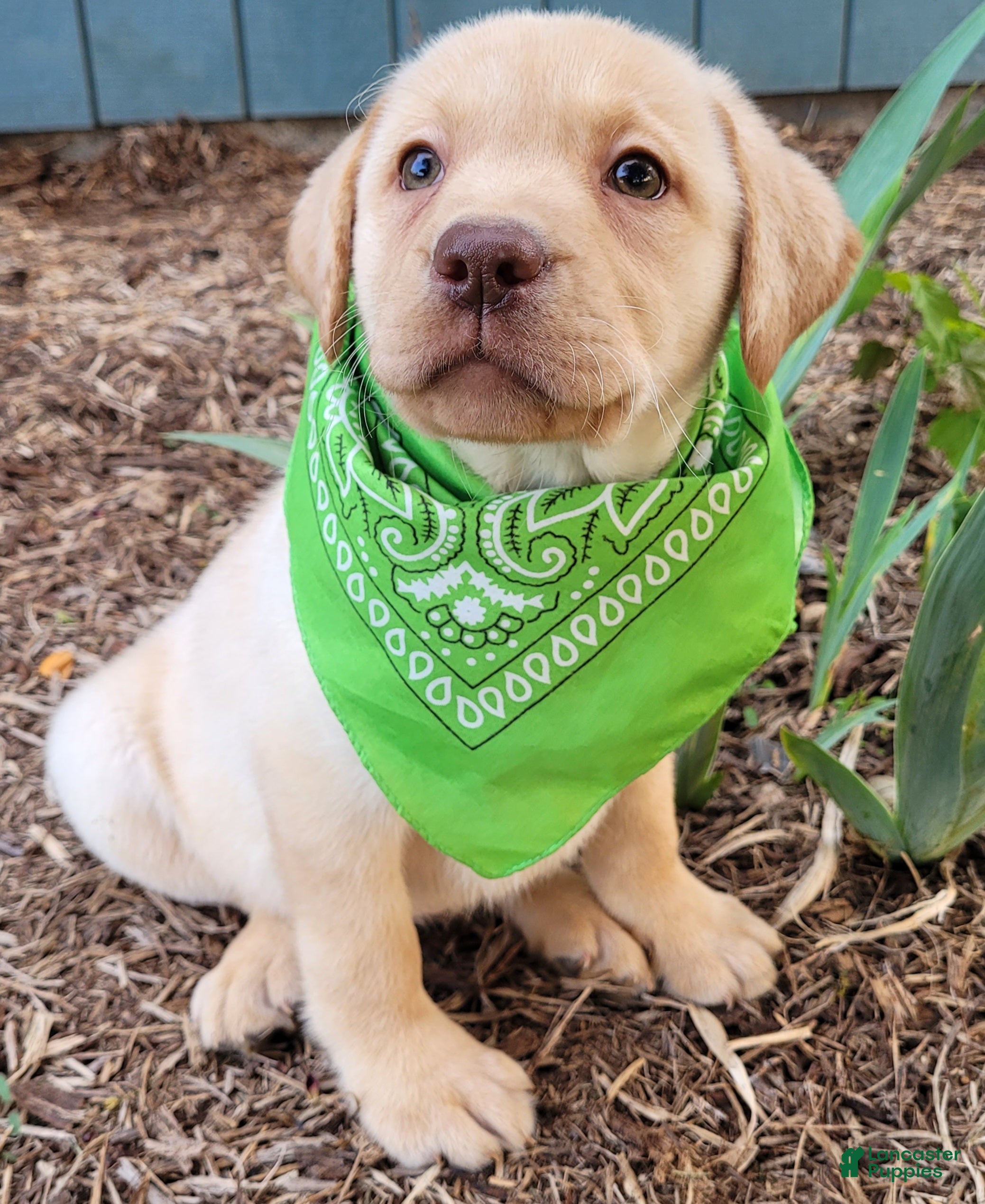 Labrador Retriever dogs Katy - Ad 1