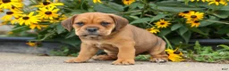 Beabull dogs for sale: Arthur - Ad 2