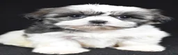 Shih Tzu dogs for sale: Gina - Ad 6