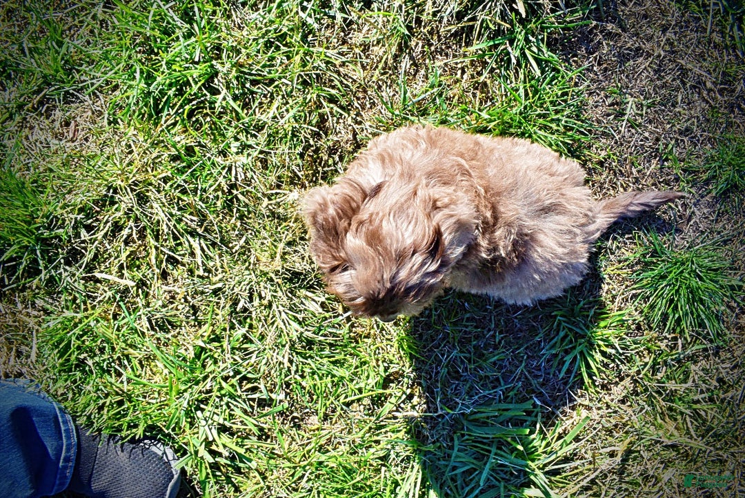 Havapoo dogs for sale: Inky - Ad 5