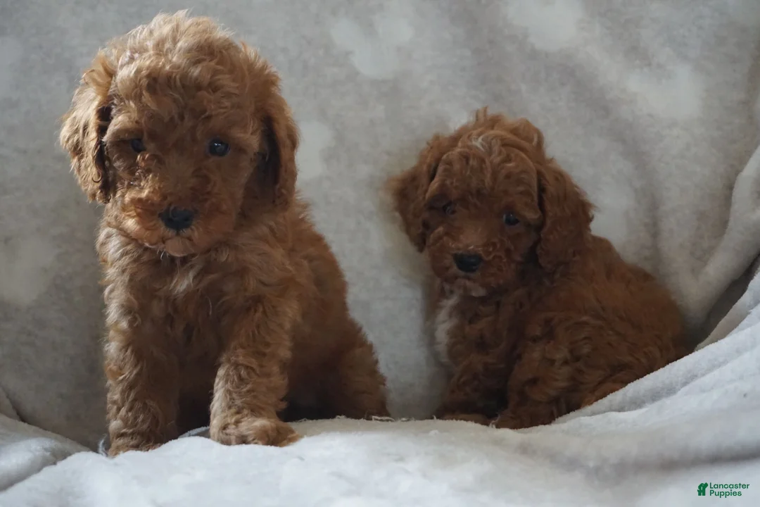 Miniature Poodle dogs for sale: GINA - Ad 11
