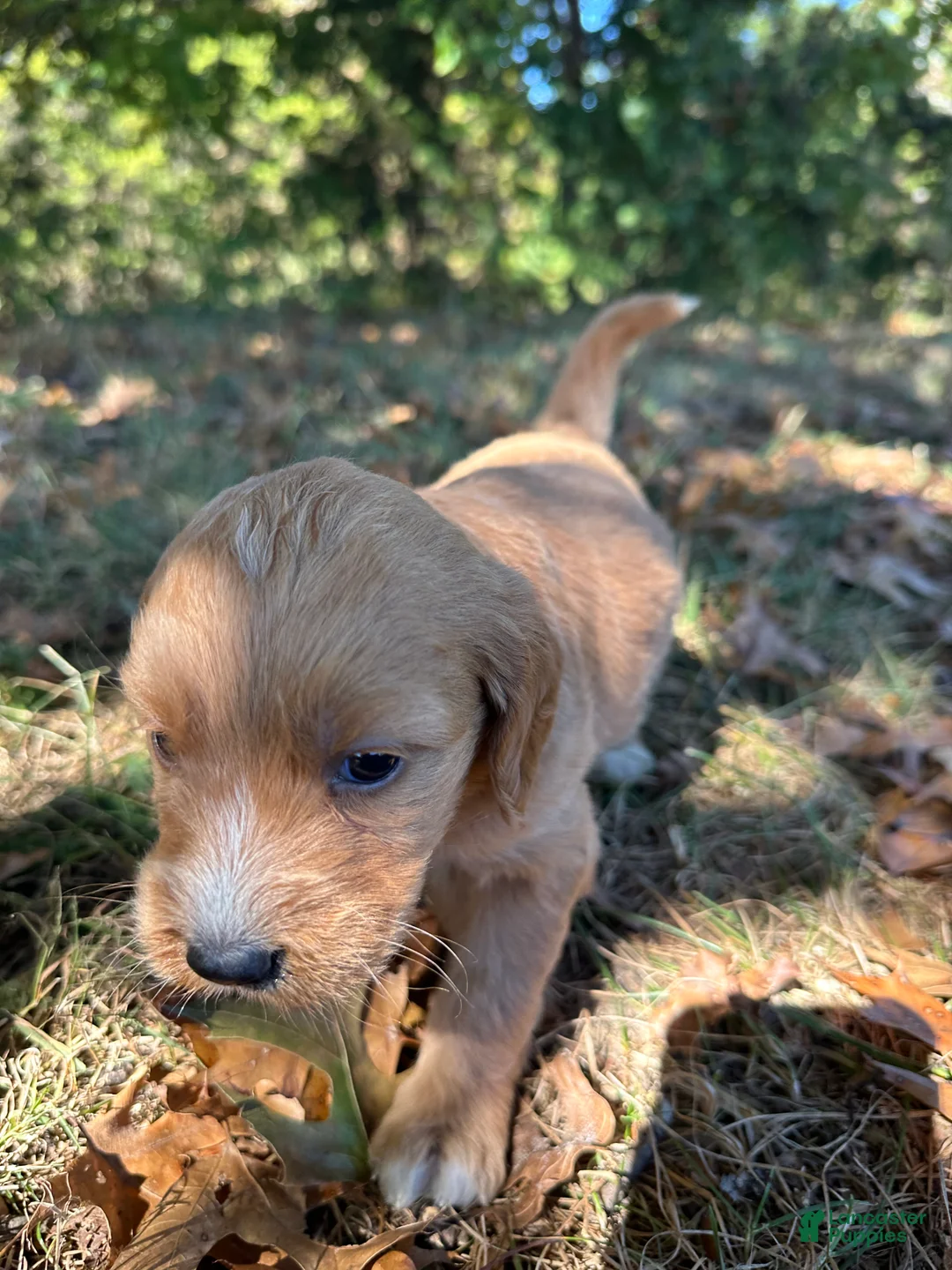 Goldendoodle dogs for sale: Goldendoodle 7 - Ad 1