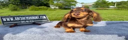 Miniature Dachshund dogs for sale: Russian AKC boy - Ad 8