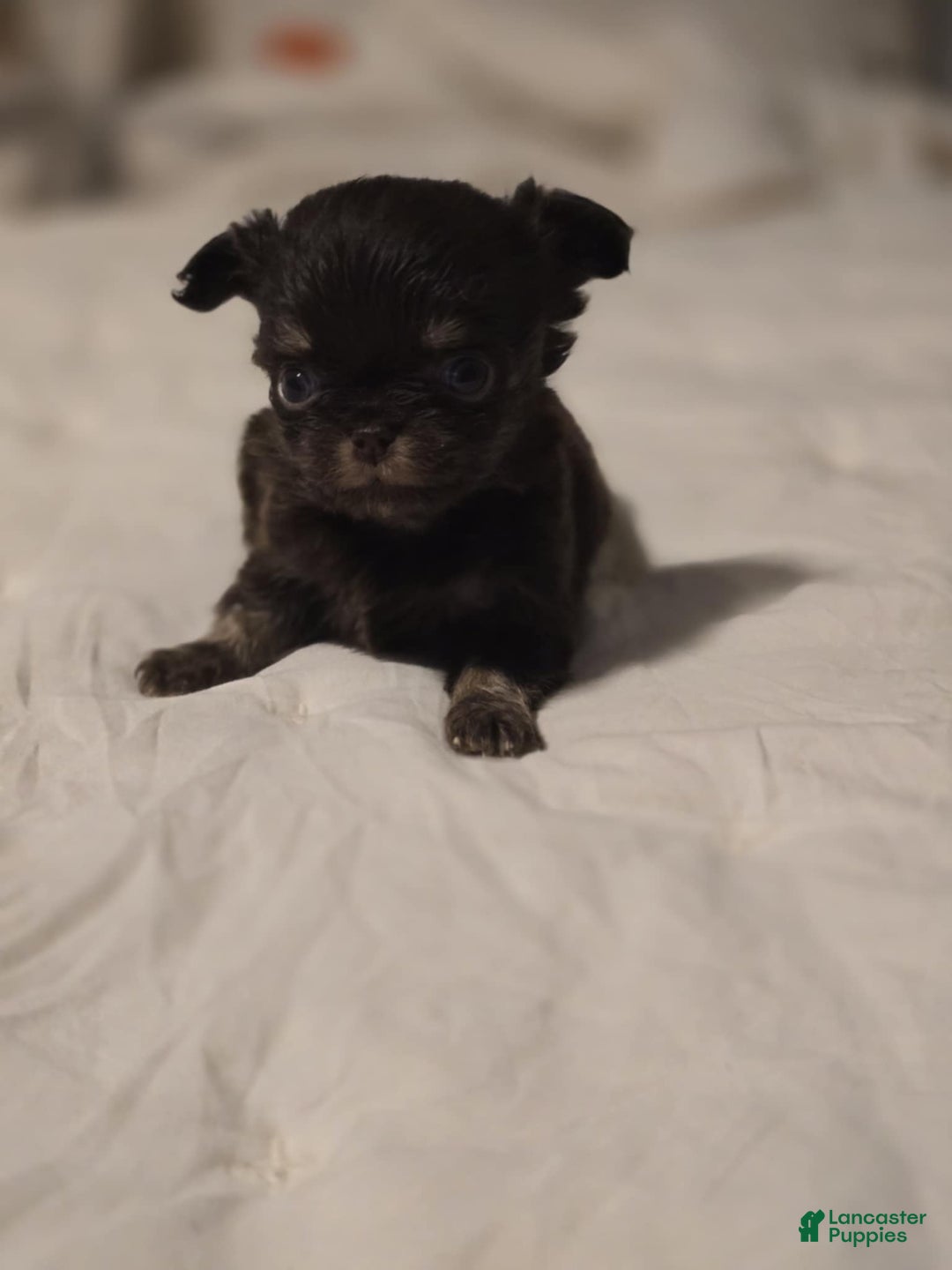 Chihuahua dogs for sale: Jack - Ad 3