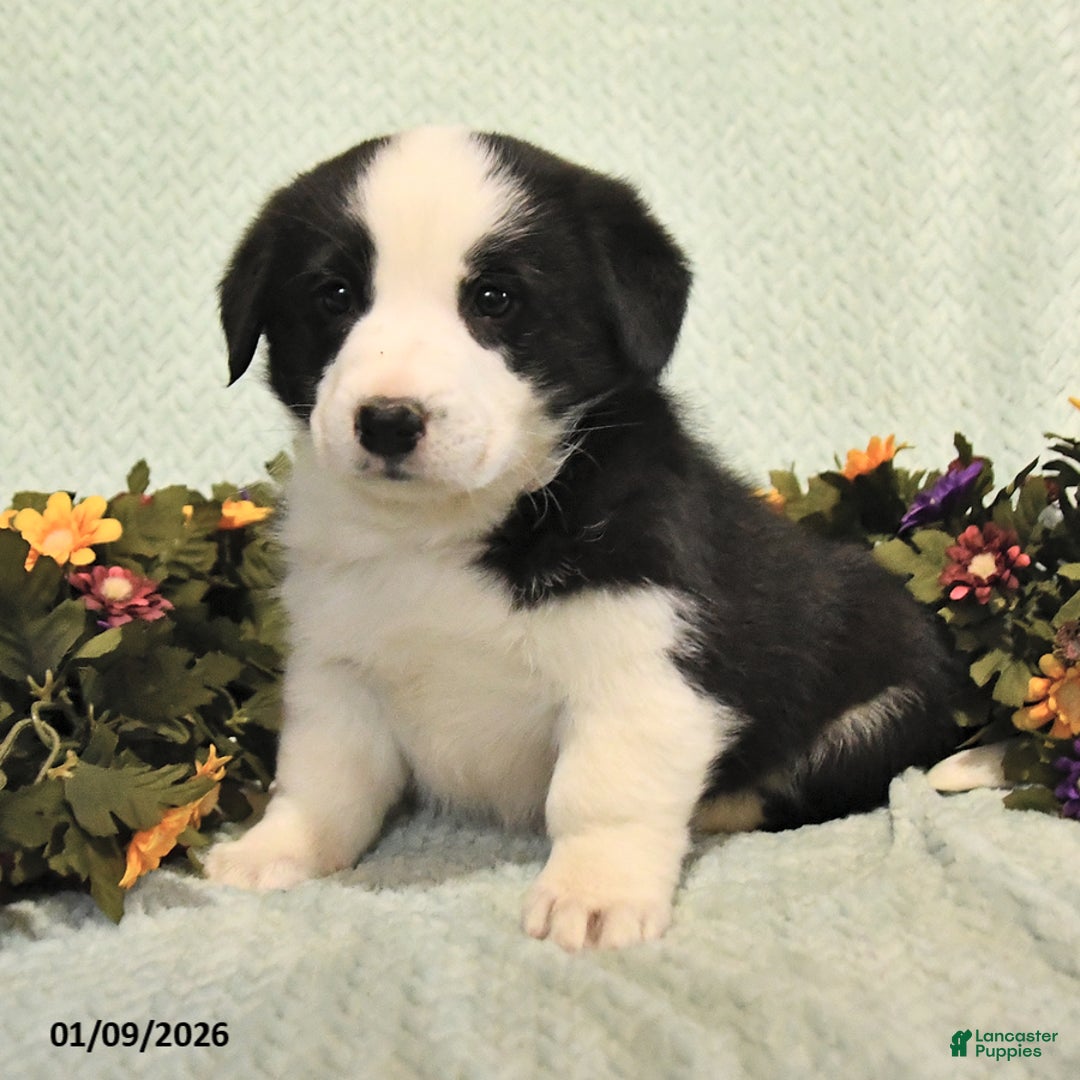 Mixed Breed dogs for sale: Jake - Ad 2