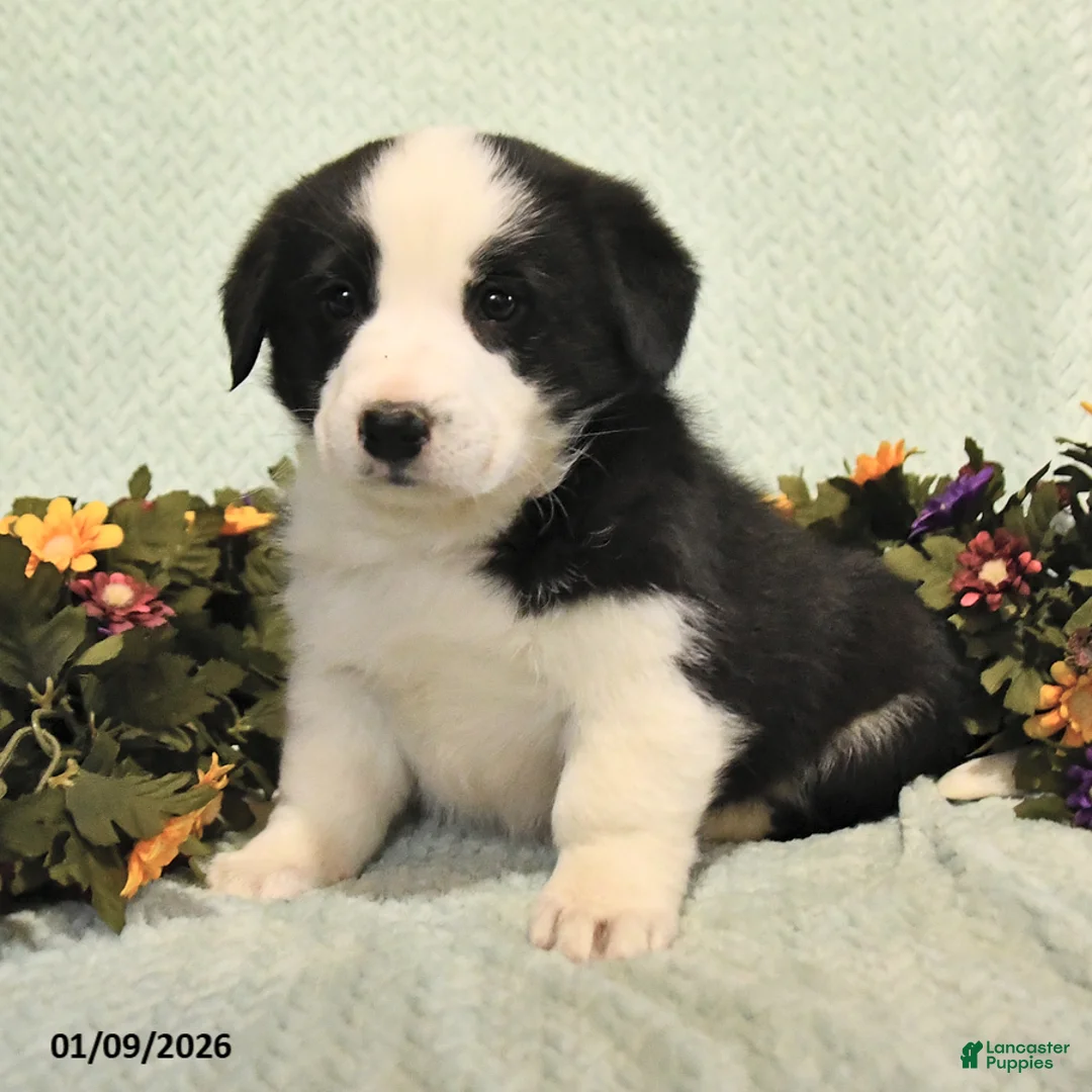 Mixed Breed dogs for sale: Jake - Ad 2