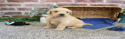 Golden Retriever dogs for sale: Georgie - Ad 4