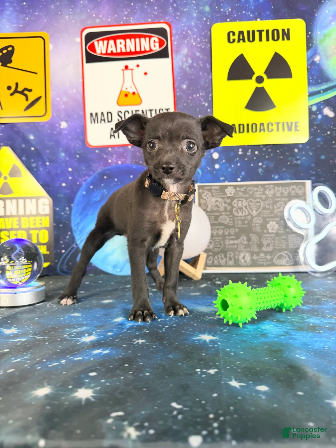 Chihuahua dogs for sale: Oreo  - Ad 3