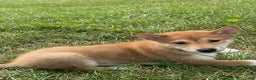 Shiba Inu dogs for sale: Iris - Ad 4