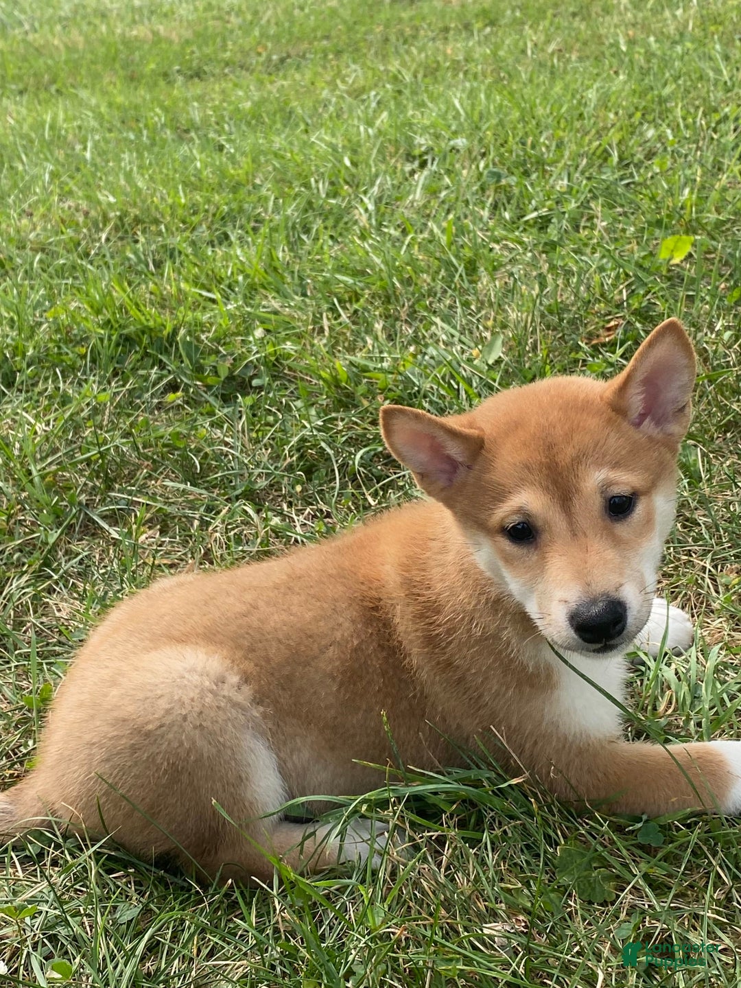 Shiba Inu dogs for sale: Iris - Ad 4